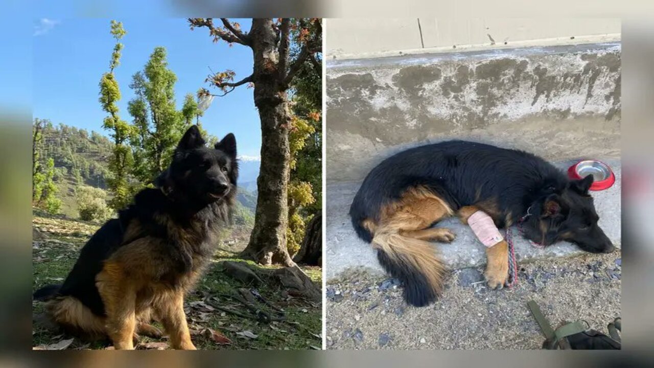 Army Dog 'Tyson' Shot, Leads Troops To Eliminate 3 Jaish Terrorists In J&K
